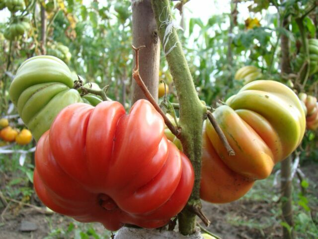 Сорта для помидор для теплицы из поликарбоната: лучшие томаты с фото