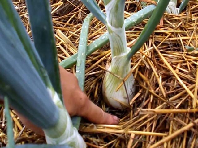 Выращиваем лук эксибишен из рассады и семян