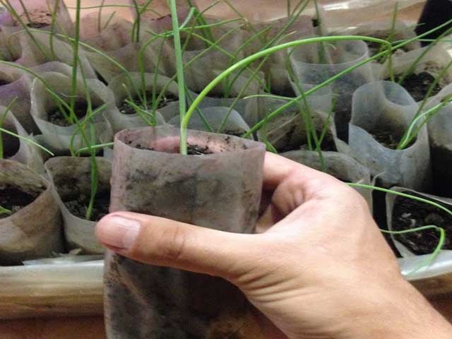 Выращиваем лук эксибишен из рассады и семян
