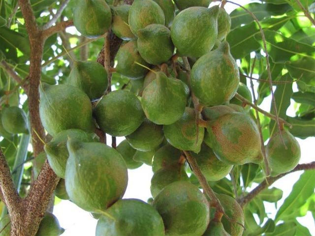 Орехи макадамия: польза и вред для организма человека